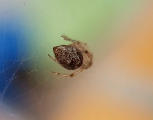 Réf. 213 132 : Parasteatoda sp.
